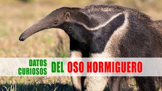 Los osos hormigueros Vermilingua  Datos curiosos de animales [upl. by Hesoj]