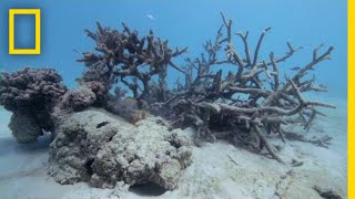 Dying Coral Reefs Found Around Samoan Island of Upolu  National Geographic [upl. by Aloeda]