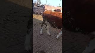 Record the daily life of cattle breeders Camel 164 [upl. by Irelav]