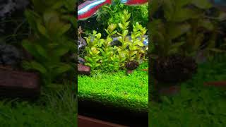 Rotala Indica  Ammannia sp quotBonsaiquot [upl. by Itram]