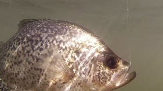 Crappie Fishing in Washington [upl. by Buffum]