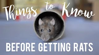 Rat Care For Beginners [upl. by Kella]