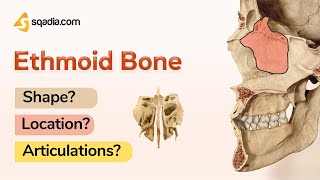 Ethmoid Bone Shape Location and Articulations Anatomy Learning  sqadiacom [upl. by Audley]