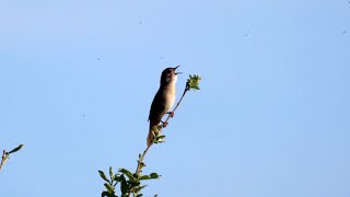 Savis Warbler Singing 2021 [upl. by Gertruda]