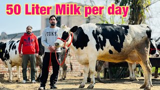 Punjab’s Biggest HF cow is here  Rate3 LakhMilk50 Liter per day  Dhaliwal Dairy farm [upl. by Alamat]