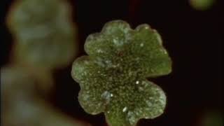 Liverwort Marchantia reproduction [upl. by Eitsirk]