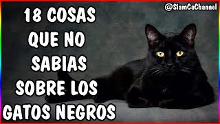 Todo Sobre Los Gatos Negros  18 Curiosidades  SiamCatChannel [upl. by Silvanus618]