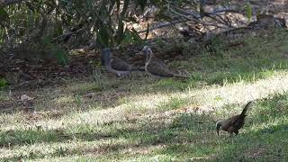 Barshouldered Dove amp Greycrowned Babbler Hervey Bay Qld [upl. by Lenwood404]