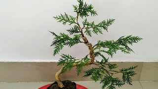 How to make S shape bonsai from thuja plant and tricks about bending a trunk [upl. by Egreog]