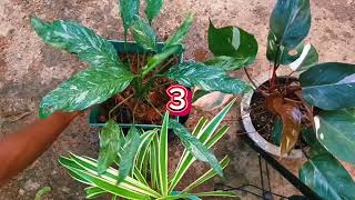 Peace Lily plant repot  3 varieties 👍🌼🏜️  indoor plants viralvideo [upl. by Niu]