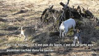 La buse qui voulait manger mes chiesn [upl. by Teak14]