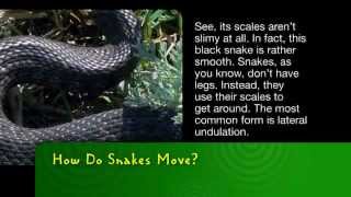 How Do Snakes Move [upl. by Auqenaj919]