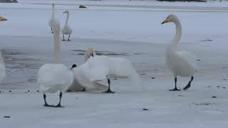 WHOOPER SWAN National bird of FINLAND  photograph their territory battles at the closerange [upl. by Jaddo]