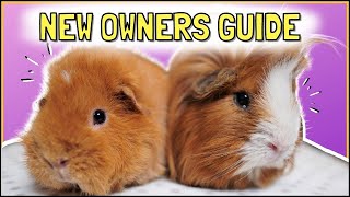 BEGINNERS GUIDE Becoming a Guinea Pig Owner [upl. by Micky]