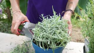 How to Prune Lavender Top Tips  Lavender World [upl. by Ahsekat940]