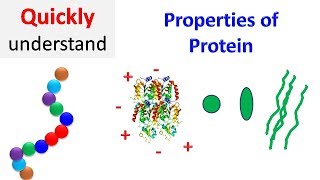 Properties of proteins  Protein Properties [upl. by Walke]