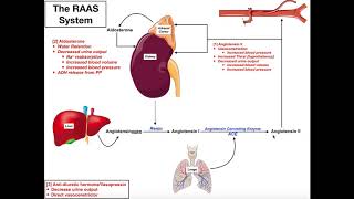 The ReninAngiotensinAldosterone RAAS System [upl. by Maltz81]