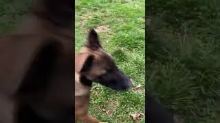 Malinois Puppy Vs Boykin Spaniel 😆 [upl. by Ecydnarb]