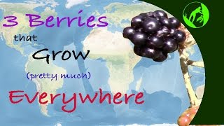 3 Wild Berries that Grow Pretty Much Everywhere [upl. by Refinej]