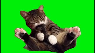 green screen cute cat with ants on its tail [upl. by Drapehs412]