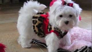 Teacup Maltese ADORABLE LOVING LORI Dallas Texas Maltese For sale [upl. by Mavilia]