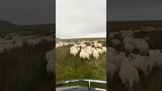 Sheep Dogs Herding Sheep On The Carneddau [upl. by Llevron]