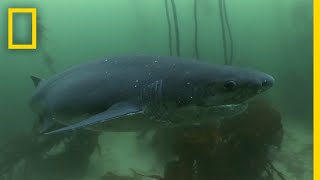 The Cookiecutter Shark  Sharks of Bermuda Triangle [upl. by Ybocaj]