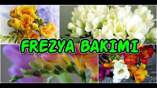 FREZYA ÇİÇEĞİ BAKIMI [upl. by Jariah260]