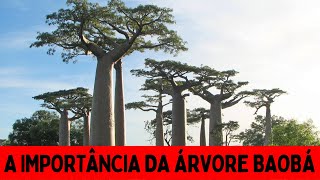 IMPORTÂNCIA DA ÁRVORE BAOBÁ PARA ÁFRICA [upl. by Calandria292]