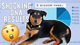 Shocking Rescue Dog DNA Results Romanian Rescue  WISDOM PANEL 20 [upl. by Adnolaj]