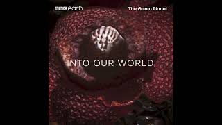 The Green Planet  BBC Earth  BBC Player [upl. by Soinski791]