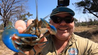 Yabbies Catch and Cook for Food and Bait [upl. by Kimbra]