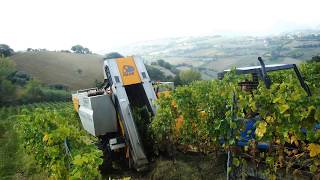 MidWire Cordon Training for Grapevines  Grape Video 7 [upl. by Nickolaus]