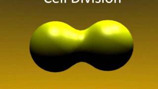 MUST WATCH 3d Animated Cell Division using Blender [upl. by Ariaec]