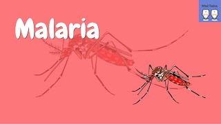 Pathophysiology of Malaria Life cycle of the plasmodium parasite Common symptoms [upl. by Ahsienak572]