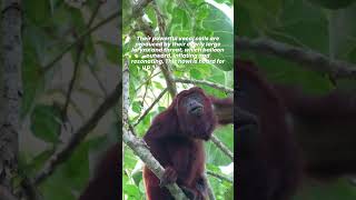 Howler Monkeys The Loudest of all Monkeys [upl. by Froma764]