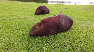 Capybara in Brazil 4K Capybaras in a park eating grass [upl. by Grider]