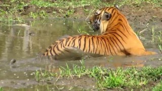 Bandipur Tiger  Prince the Alpha male [upl. by Sikram]