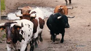 Embarque de los toros de Pedraza de Yeltes para el Domingo de Resurrección [upl. by Atsok]