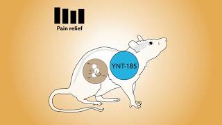 Targeting orexin2 receptors to avoid the sedative effects of morphine [upl. by Baudoin]