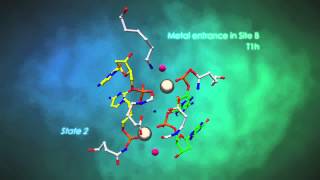 DNA doublestrand break by the endonuclease IDmoI [upl. by Lemmueu]