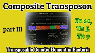 Composite Transposon Transposon in Bacteria  Transposons  Tn 10 Tn 5 Tn 9  AM Biologie Notes [upl. by Elades967]