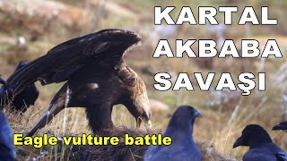 KARTAL AKBABA SAVAŞI İki yırtıcı ama ortada bir leş var [upl. by Averill53]