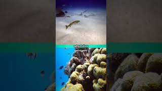 Why I Dive 52 Underwater Adventures barracuda patrol squirrel fish [upl. by Etnoj880]