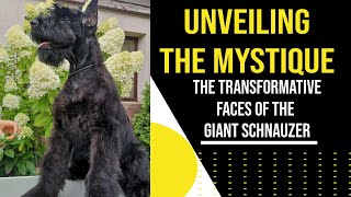 Giant Schnauzer Style Secrets Uncovered 3 Captivating Looks to Adore  RoyalGiantSchnauzerscom [upl. by Jenesia]