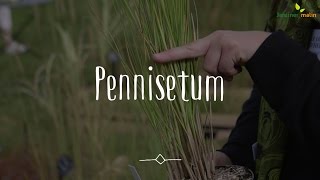 Pennisetum  conseils dexpert [upl. by Neila792]