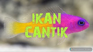 Memelihara Ikan Cantik  Keeping Bicolor Dottyback Pictichromis paccagnellae [upl. by Leffen296]