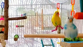 The Best 3 Hours PARAKEETS singing NEW [upl. by Naedan900]