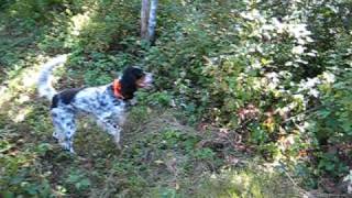 NB Woodcock Hunting English Setter Cassie [upl. by Boswell984]