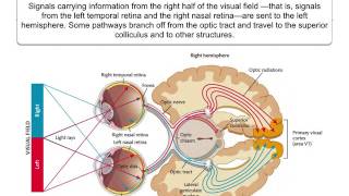 Perception 31 Eye to brain [upl. by Ainosal836]